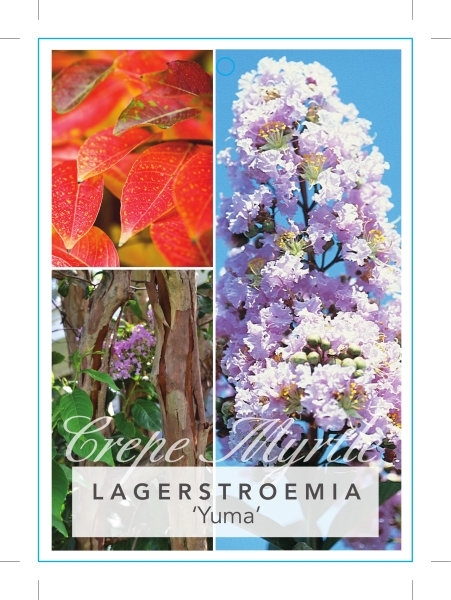 Picture of LAGERSTROEMIA YUMA Jumbo Tag                                                                                                                          