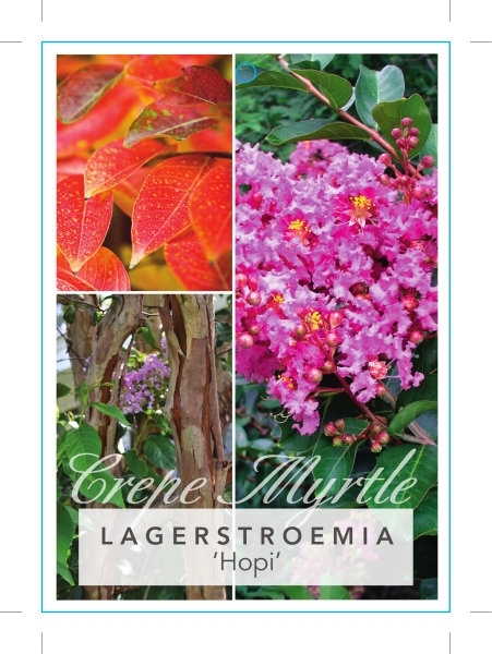 Picture of LAGERSTROEMIA HOPI Jumbo Tag                                                                                                                          