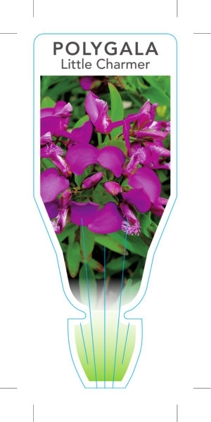 Picture of POLYGALA LITTLE CHARMER                                                                                                                               