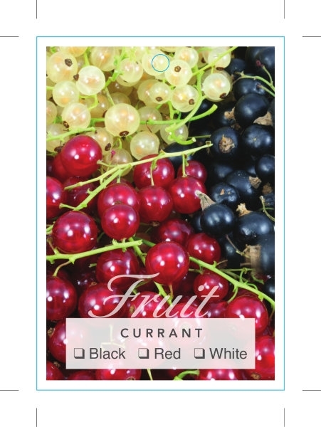 Picture of FRUIT CURRANT (MIXED PICTURE)