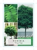 Picture of ROBINIA PSEUDOACACIA UMBRACULIFERA MOP TOP (Aust only) Jumbo Tag                                                                                      