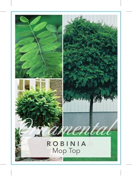 Picture of ROBINIA PSEUDOACACIA UMBRACULIFERA MOP TOP (Aust only) Jumbo Tag                                                                                      