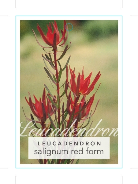 Picture of LEUCADENDRON SALIGNUM RED                                                                                                                             