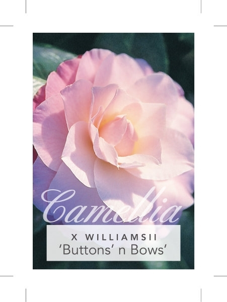 Picture of CAMELLIA BUTTONS N BOWS                                                                                                                               