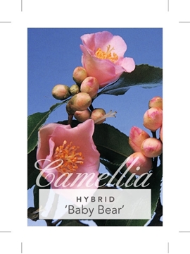 Picture of **CAMELLIA BABY BEAR                                                                                                                                  