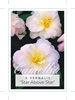 Picture of CAMELLIA STAR ABOVE STAR VERNALIS                                                                                                                     