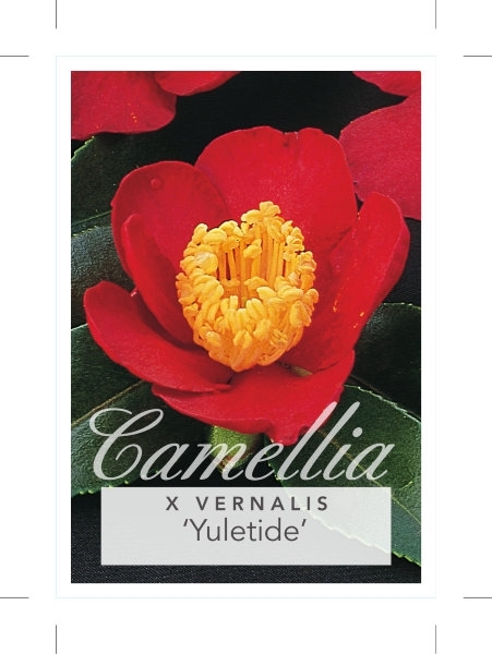 Picture of CAMELLIA YULETIDE                                                                                                                                     