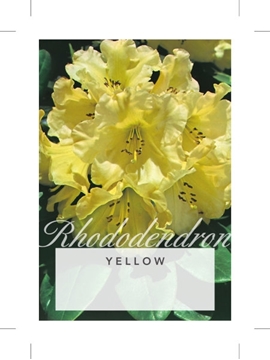 Picture of RHODODENDRON YELLOW SHADE (UNNAMED VARIETY)                                                                                                           