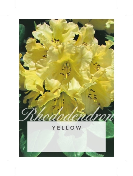 Picture of RHODODENDRON YELLOW SHADE (UNNAMED VARIETY)                                                                                                           