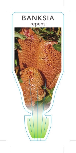 Picture of BANKSIA REPENS CREEPING BANKSIA                                                                                                                       