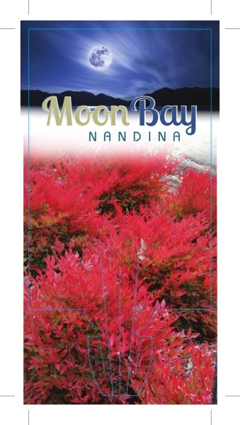 Picture of NANDINA MOON BAY                                                                                                                                      