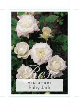 Picture of ROSE MINI BABY JACK                                                                                                                                   