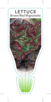 Picture of VEGETABLE LETTUCE MIGNONETTE  BROWN/RED (Lactuca sativa)                                                                                              