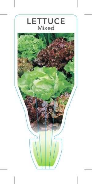 Picture of VEGETABLE LETTUCE MIXED (Lactuca sativa)                                                                                                              