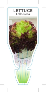 Picture of VEGETABLE LETTUCE LOLLO ROSSA (Lactuca sativa)                                                                                                        