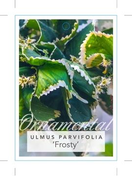 Picture of ULMUS PARVIFOLIA FROSTY                                                                                                                               