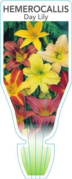 Picture of HEMEROCALLIS DAY LILY MIXED PICTURE                                                                                                                   