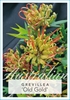 Picture of GREVILLEA OLD GOLD                                                                                                                                    