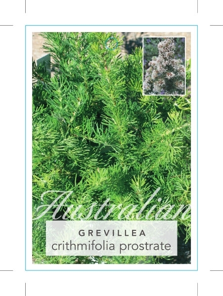 Picture of GREVILLEA CRITHMIFOLIA PROSTRATE FORM                                                                                                                 