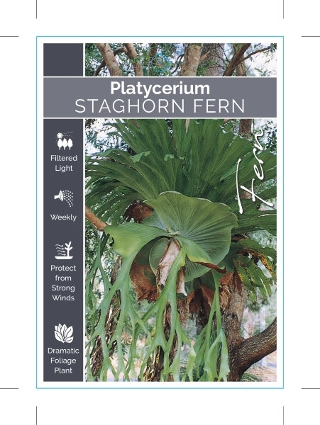 Picture of FERN PLATYCERIUM SUPERBUM STAGHORN                                                                                                                    