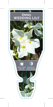 Picture of DIETES ROBINSONIANA WEDDING LILY                                                                                                                      