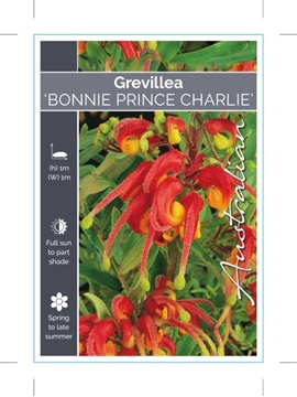 Picture of GREVILLEA BONNIE PRINCE CHARLIE                                                                                                                       