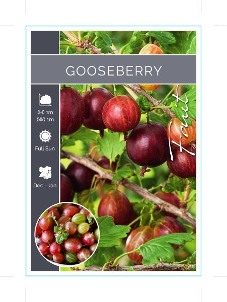 Picture of **FRUIT GOOSEBERRY                                                                                                                                    