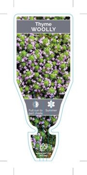 Picture of THYMUS PSEUDOLANUGINOSUS WOOLLY THYME                                                                                                                 