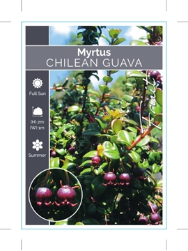 Picture of MYRTUS UGNI CHILEAN GUAVA                                                                                                                             