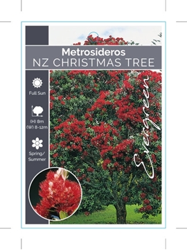 Picture of METROSIDEROS EXCELSA NZ CHRISTMAS TREE                                                                                                                