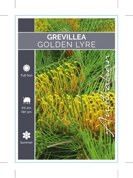 Picture of GREVILLEA GOLDEN LYRE                                                                                                                                 