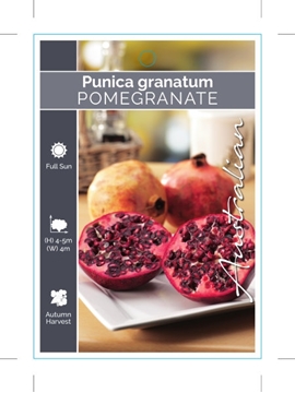 Picture of FRUIT POMEGRANATE PUNICA GRANATUM (TICK BOX)                                                                                                          