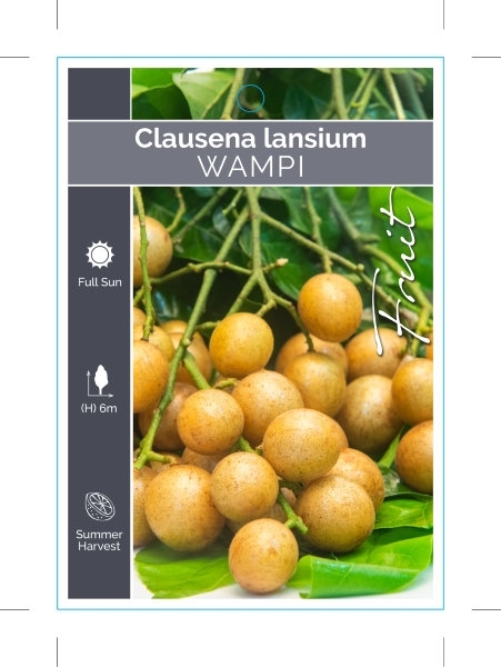 Picture of FRUIT WAMPI CLAUSENA LANSIUM                                                                                                                          