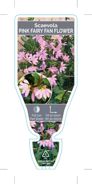 Picture of SCAEVOLA AEMULA PINK FAIRY FAN FLOWER                                                                                                                 
