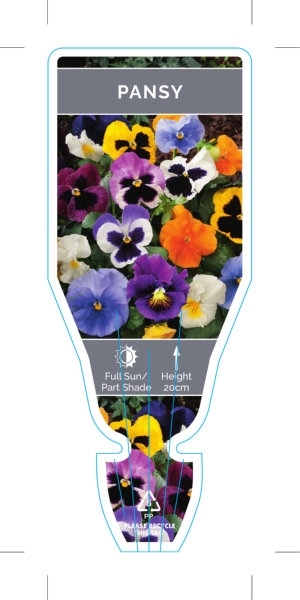 Picture of ANNUAL PANSY MIXED PICTURE (UNNAMED VARIETY) (Viola x wittrockiana)                                                                                   