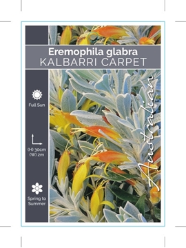 Picture of EREMOPHILA GLABRA KALBARRI CARPET                                                                                                                     