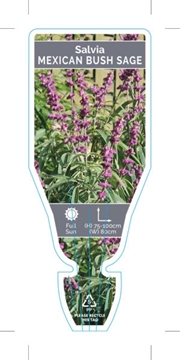 Picture of SALVIA LEUCANTHA MEXICAN SAGE                                                                                                                         