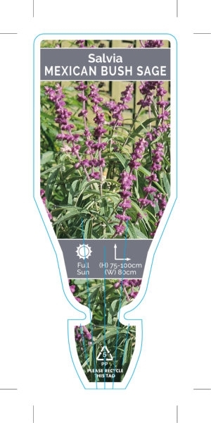 Picture of SALVIA LEUCANTHA MEXICAN SAGE                                                                                                                         