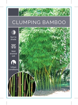 Picture of BAMBOO CLUMPING (MIXED PICTURE) Jumbo Tag                                                                                                             