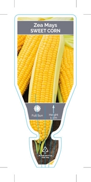 Picture of VEGETABLE SWEET CORN (Zea mays)                                                                                                                       