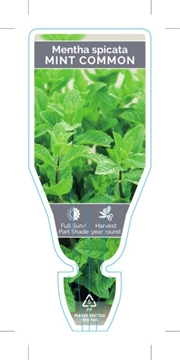 Picture of HERB MINT COMMON OR WINTER (Mentha spicata)                                                                                                           