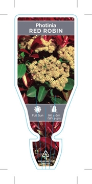 Picture of PHOTINIA x FRASERI RED ROBIN                                                                                                                          