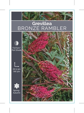 Picture of GREVILLEA BRONZE RAMBLER                                                                                                                              