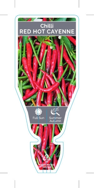 Picture of VEGETABLE CHILLI RED HOT CAYENNE (Capsicum annuum)                                                                                                    