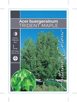 Picture of ACER BUERGERAINUM TRIDENT MAPLE                                                                                                                       
