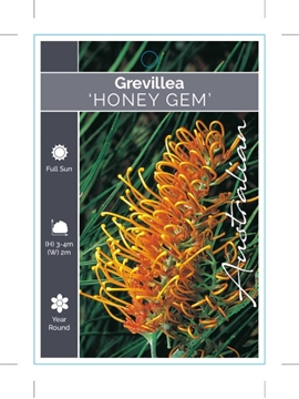 Picture of GREVILLEA HONEY GEM                                                                                                                                   