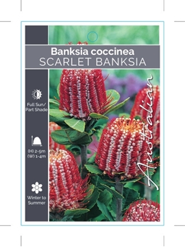 Picture of BANKSIA COCCINEA SCARLET BANKSIA                                                                                                                      
