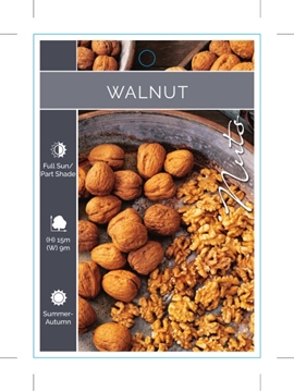 Picture of NUT WALNUT (UNNAMED VARIETY)                                                                                                                          