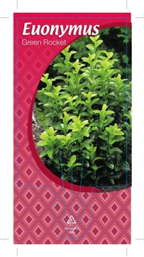 Picture of EUONYMUS GREEN ROCKET                                                                                                                                 