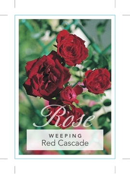 Picture of ROSE RED CASCADE (WEEPING)                                                                                                                            